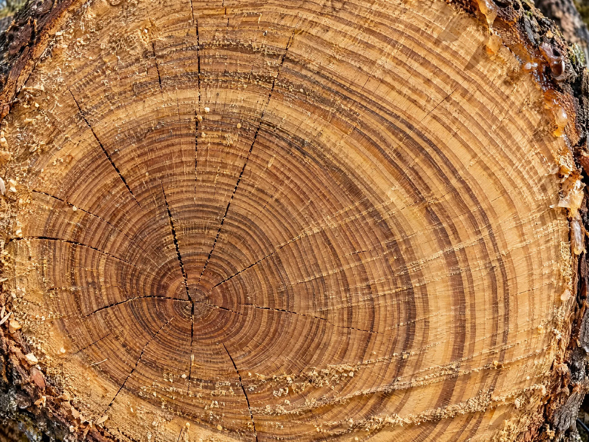 AI-generated extreme macro photograph of the sawn end of an oak log, with decades of growth rings, radial cracks and sap at the bark edge
