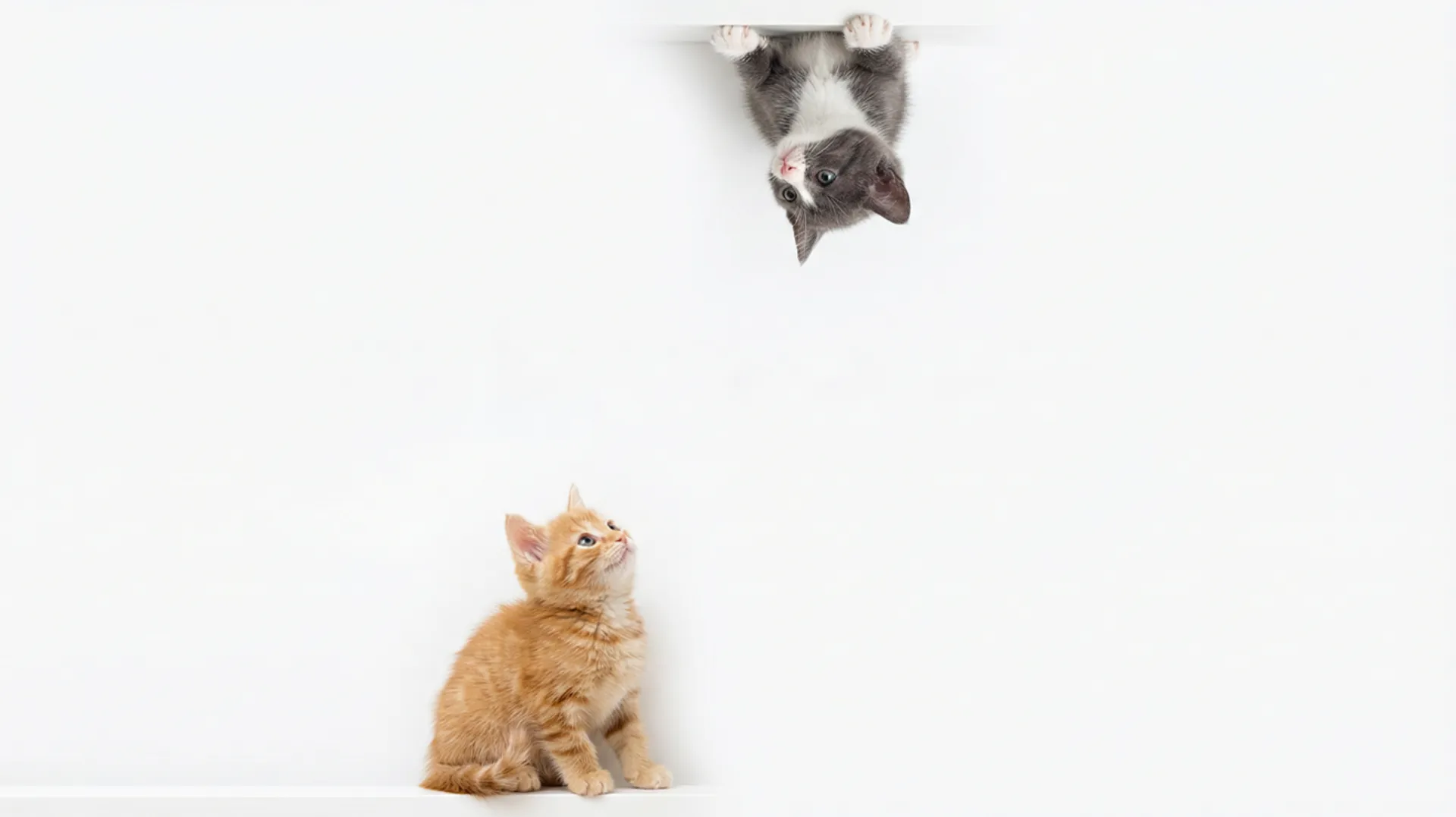 Image generated by fal.ai