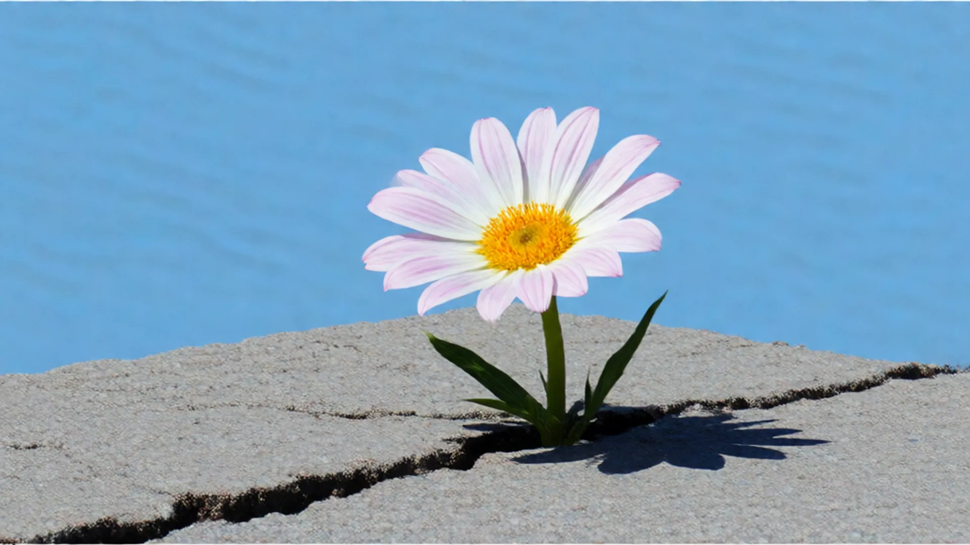 Wan 2.2's 14B model with LoRA support generates high-fidelity images with enhanced prompt alignment, style adaptability.