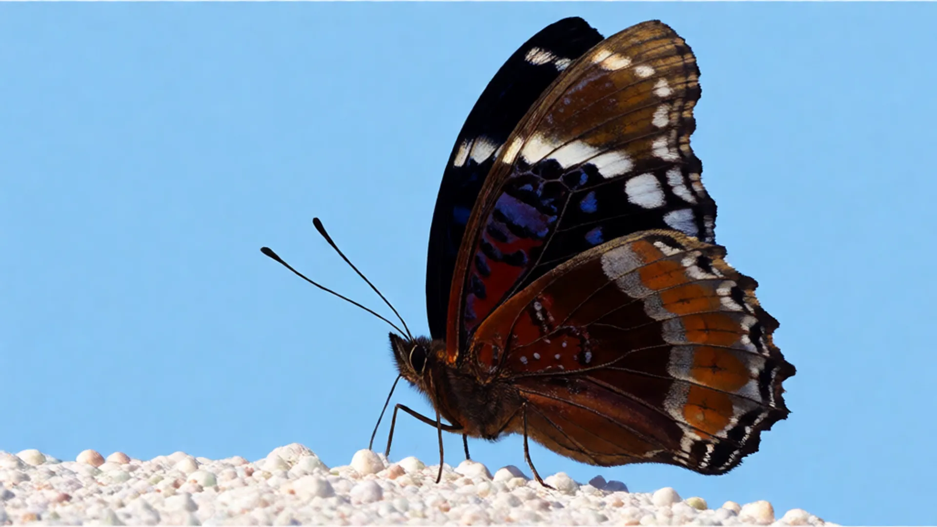 High-quality avatar videos that feel real, generated from your text