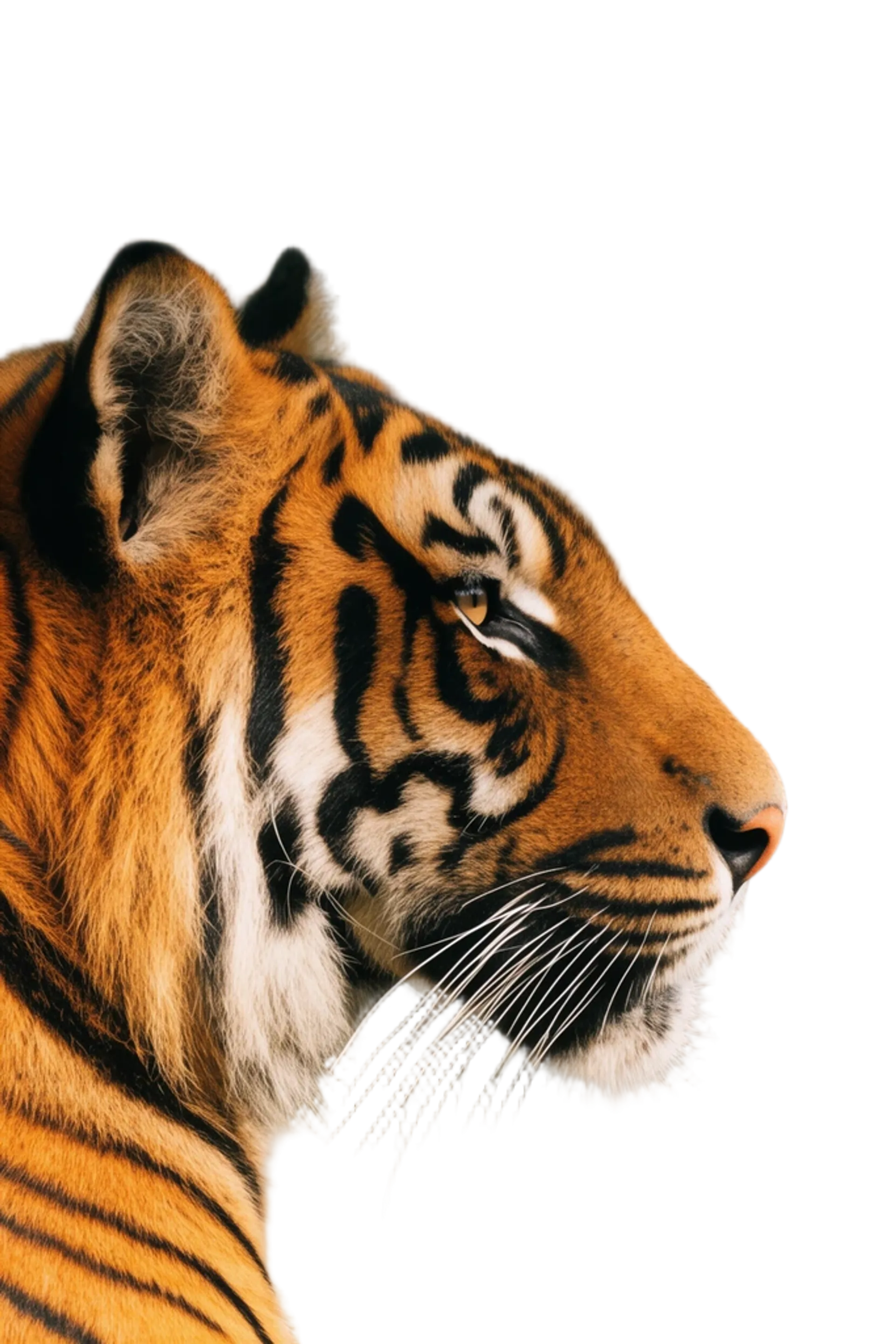 Image generated by fal.ai