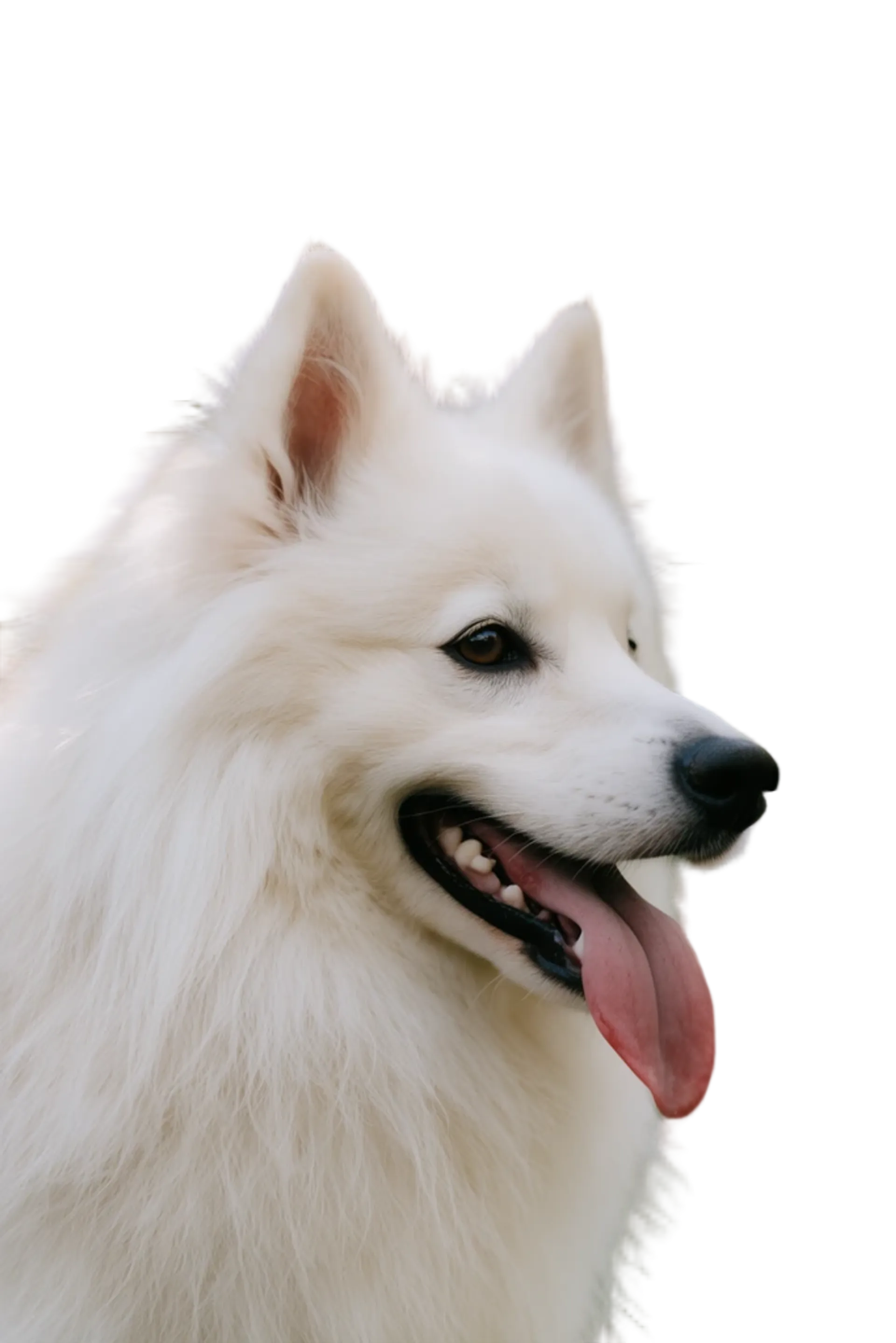 Image generated by fal.ai