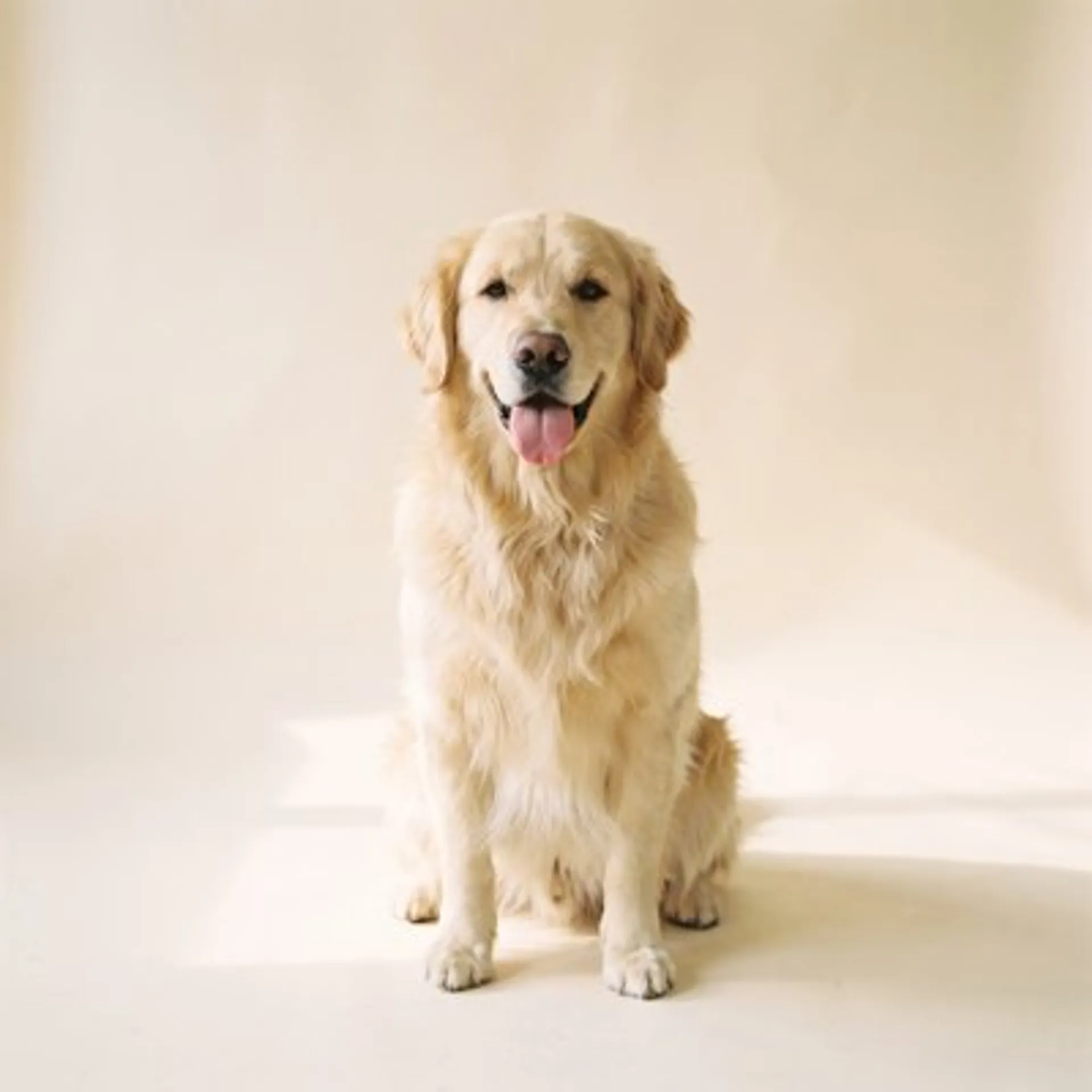 Reference 2: a golden retriever